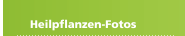 Heilpflanzen-Fotos